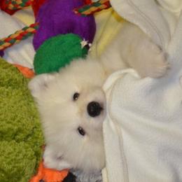 Samoyed Puppies from Silver Fox Samoyeds