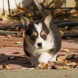 Pembroke Welsh Corgi Puppies from Half Hitch Corgis