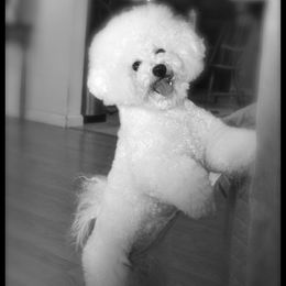 Bichon Frise All Grown Up from Legend Bichons