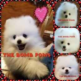 Pomeranian Puppies from The Bomb Poms
