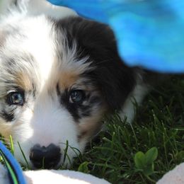 Australian Shepherd Puppies from Wilso Australian Shepherds