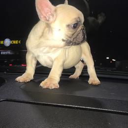 French Bulldog Puppies from Bouledogue Royal