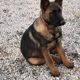 German Shepherd Puppies from Mengerhaus