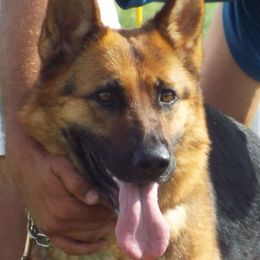 Cerra - German Shepherd