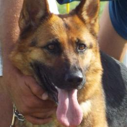 Cerra - German Shepherd