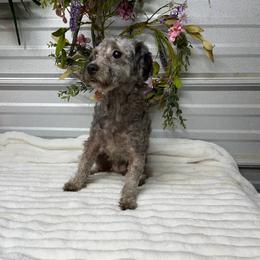 Poodle puppies from Silver Bells Paw Prints