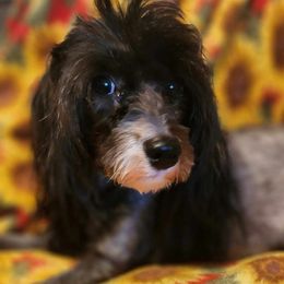 Hypaxia - Chinese Crested