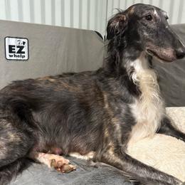 Brûlée - Borzoi