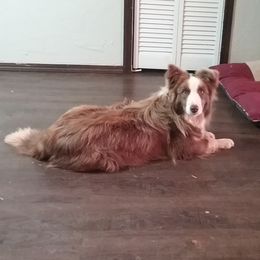 Halo - Border Collie