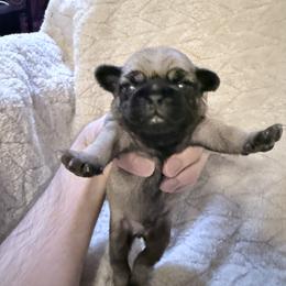 Lucky - Fawn male Pug puppy in Moorefield, West Virginia from Wratchford Farms