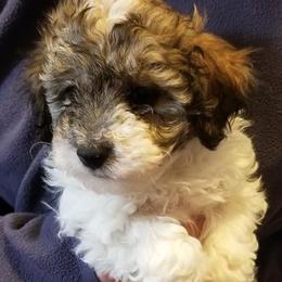 Poodles from P & P CKC Toy Poodles of Lake Norman