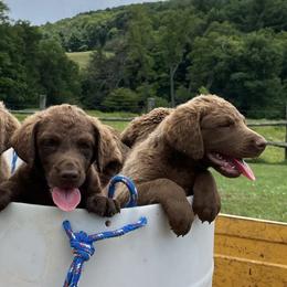 Chesapeake Bay Retrievers from Lion's Pride Kennels