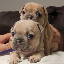 French Bulldogs from Cope Frenchies