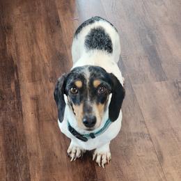 Gracie - Dachshund
