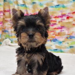 Jack - Blue and gold male Yorkshire Terrier puppy in Monticello, Iowa from Ashley’s Puppies