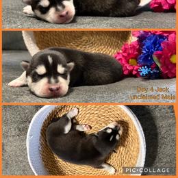 Jack - Black and white male Siberian Husky puppy in Canton, Ohio from Bleu Skies Siberian Huskies