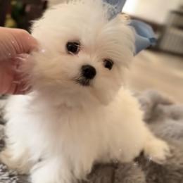 Maltese Puppies from Made to Love Maltese LLC