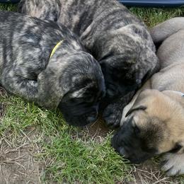Mastiffs from Trindade Mastiffs