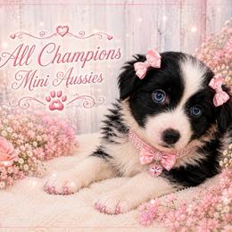 Tiny black and white female - Black & white female Miniature Australian Shepherd puppy in Florida from All Champions Mini Aussies & ABW Great Danes