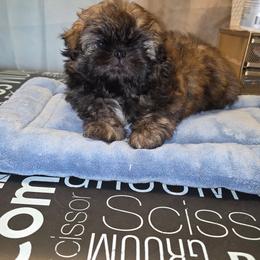 Archer - Sable male Shih Tzu puppy in Mesa, Arizona from House of Zen Shihtzus