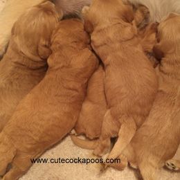 Cockapoo Puppies from Cute Cockapoos