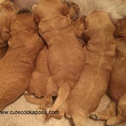 Cockapoo Puppies from Cute Cockapoos