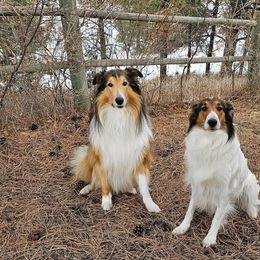 Scottish Collie  All Grown Up from Franklin Farm Collies