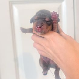 Fred - Red male Dachshund puppy in Conroe, Texas from R&K Dachshunds