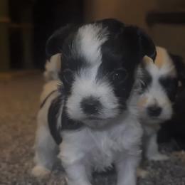 Rosie - Piebald female Morkie puppy in Aliquippa, Pennsylvania from The Morkie Mom