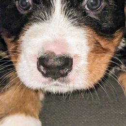 Bernese Mountain Dog Puppies from Baby Bear Bernese Kennel