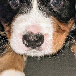 Bernese Mountain Dog Puppies from Baby Bear Bernese Kennel