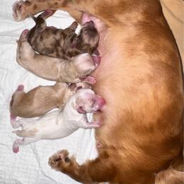 Dachshund puppies from Shutt Pup's
