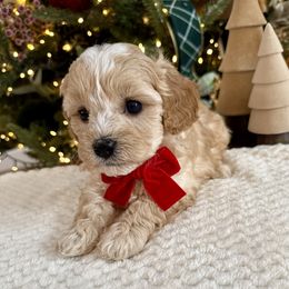 Payton Plaid - male Cavapoochon puppy in Lucas, Ohio from Apricot Lane Puppy