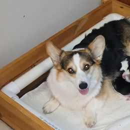 Dani - Pembroke Welsh Corgi