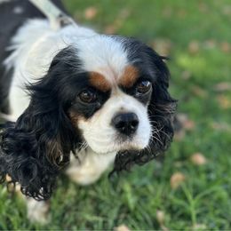 Ellie - Cavalier King Charles Spaniel