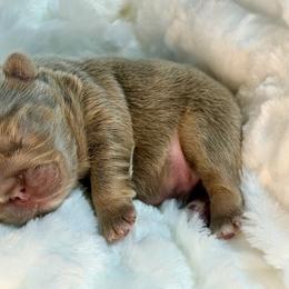 Isabella male - Tricolors male French Bulldog puppy in Jefferson City, Missouri from Central Frenchie Haven