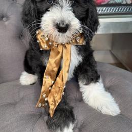 Orange - Tri-color male Bernedoodle puppy in Curtice, Ohio from The Pink Doghouse