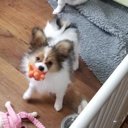 Papillon Puppies from Clearlake Papillons
