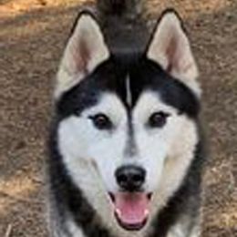 Andretti - Siberian Husky
