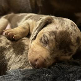 Tindra - Dapple female Dachshund puppy in Fayetteville, West Virginia from Loop Creek Dachshunds