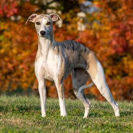 Ruby - Whippet