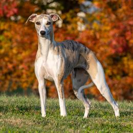 Ruby - Whippet
