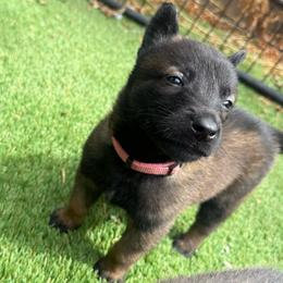 Pink Collar Female Nina - Fawn sable female Belgian Malinois puppy in Boise, Idaho from Wings of Freedom Retrievers and Malinois