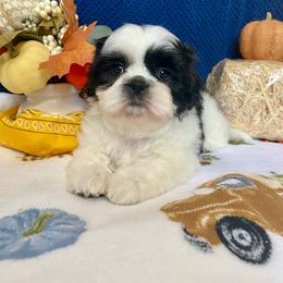 Fred - Black and white male Shih Tzu puppy in Klamath Falls, Oregon from Bel Aire Beauties