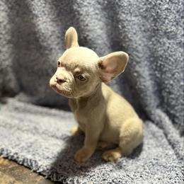 Puddin - Tricolors female French Bulldog puppy in Minco, Oklahoma from Findley’s Furbabies