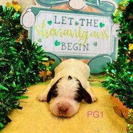 PG1 - Tri-Roan female English Springer Spaniel puppy in Britton, South Dakota from K&S Canines