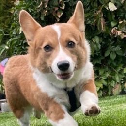 Dachshunds and Pembroke Welsh Corgis from Austin's Pups