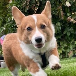 Dachshunds and Pembroke Welsh Corgis from Austin's Pups