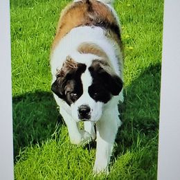 Minnie - Saint Bernard
