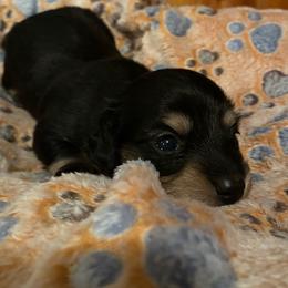 Will-2 - Black and cream male Dachshund puppy in Nashville, Georgia from Riverside Dachshund